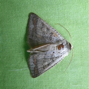 Pantydia sparsa (Noctuid Moth) at Goulburn, NSW by glbn1