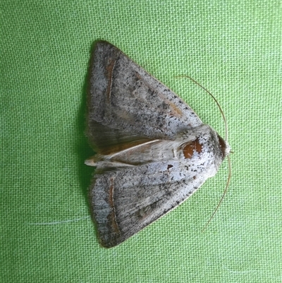 Pantydia sparsa (Noctuid Moth) at Goulburn, NSW - 6 Dec 2024 by glbn1