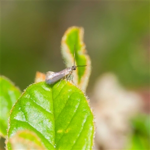 Unidentified Other moth at Kambah, ACT by DPRees125