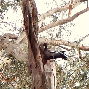 Chenonetta jubata at Cook, ACT - 6 Dec 2024 07:40 AM