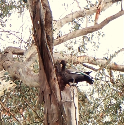 Chenonetta jubata (Australian Wood Duck) at Cook, ACT - 6 Dec 2024 by CathB