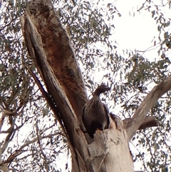 Chenonetta jubata at Cook, ACT - 6 Dec 2024 07:40 AM