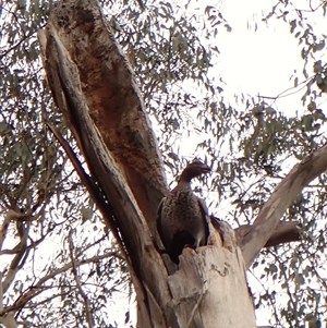 Chenonetta jubata at Cook, ACT - 6 Dec 2024 07:40 AM