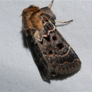 Proteuxoa sanguinipuncta (Blood-spotted Noctuid) at Freshwater Creek, VIC by WendyEM