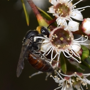 Euryglossa depressa (Native bee) at Jerrabomberra, NSW by DianneClarke