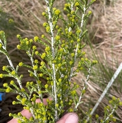 Ozothamnus cupressoides (Kerosine Bush) at Cotter River, ACT - 24 Nov 2024 by nathkay