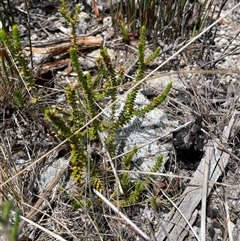 Epacris gunnii (Heath) at Cotter River, ACT - 25 Nov 2024 by nathkay