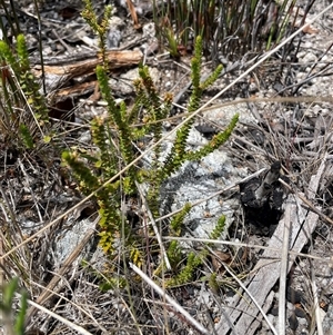 Epacris gunnii (Heath) at Cotter River, ACT by nathkay