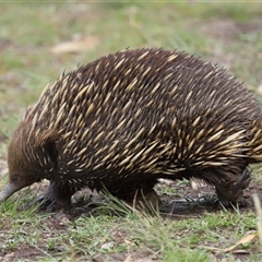 Tachyglossus aculeatus at Throsby, ACT - 4 Dec 2024