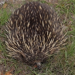 Tachyglossus aculeatus at Throsby, ACT - 4 Dec 2024