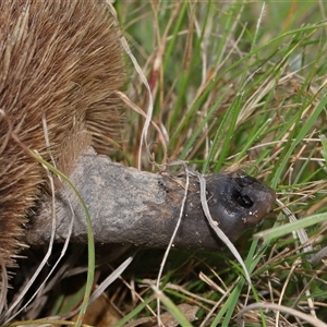 Tachyglossus aculeatus at Throsby, ACT - 4 Dec 2024