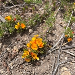 Pultenaea fasciculata (Bundled Bush-pea) at Cotter River, ACT - 25 Nov 2024 by nathkay