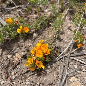 Pultenaea fasciculata at Cotter River, ACT - 25 Nov 2024