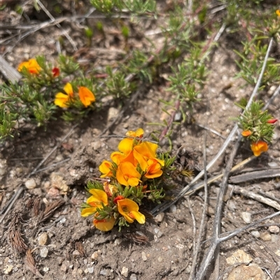 Pultenaea fasciculata (Bundled Bush-pea) at Cotter River, ACT - 25 Nov 2024 by nathkay