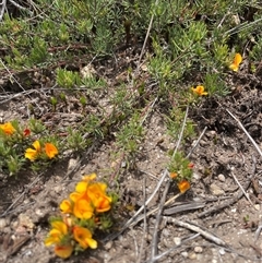 Pultenaea fasciculata at Cotter River, ACT - 25 Nov 2024