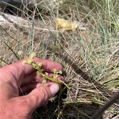 Aciphylla simplicifolia (Mountain Aciphyll) at Cotter River, ACT - 25 Nov 2024 by nathkay