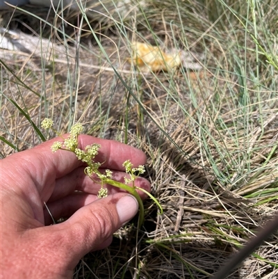 Aciphylla simplicifolia (Mountain Aciphyll) at Cotter River, ACT - 25 Nov 2024 by nathkay