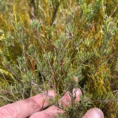 Pultenaea fasciculata (Bundled Bush-pea) at Cotter River, ACT - 25 Nov 2024 by nathkay