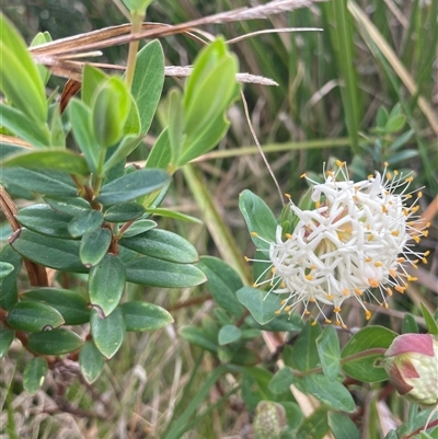 Pimelea ligustrina subsp. ciliata at Cotter River, ACT - 25 Nov 2024 by nathkay