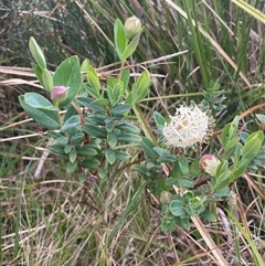 Pimelea ligustrina subsp. ciliata at Cotter River, ACT - 26 Nov 2024 09:42 AM