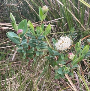 Pimelea ligustrina subsp. ciliata at Cotter River, ACT - 26 Nov 2024 09:42 AM