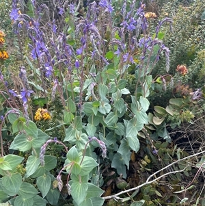 Veronica perfoliata at Cotter River, ACT - 26 Nov 2024 10:31 AM