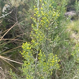 Ozothamnus cupressoides (Kerosine Bush) at Cotter River, ACT by nathkay