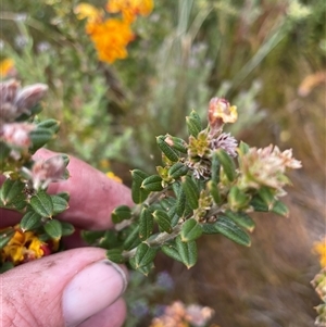 Oxylobium ellipticum (Common Shaggy Pea) at Cotter River, ACT by nathkay