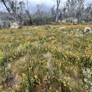 Oxylobium ellipticum at Cotter River, ACT - 26 Nov 2024