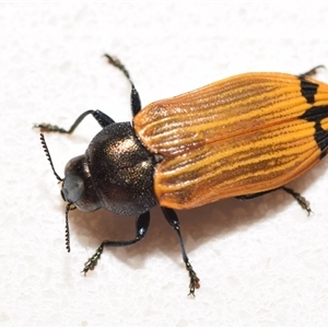 Castiarina balteata at Jerrabomberra, NSW - 6 Dec 2024