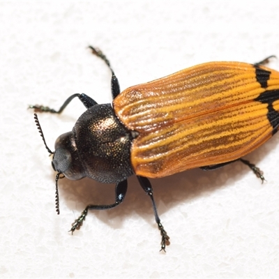 Castiarina balteata (A jewel beetle) at Jerrabomberra, NSW - 5 Dec 2024 by DianneClarke