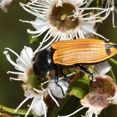 Castiarina balteata at Jerrabomberra, NSW - 6 Dec 2024 10:48 AM