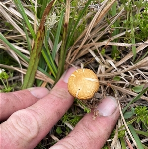 Agrocybe praecox group at Cotter River, ACT by nathkay