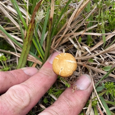 Agrocybe praecox group at Cotter River, ACT - 26 Nov 2024 by nathkay