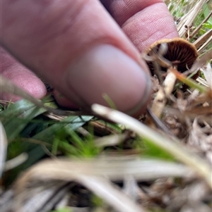 Agrocybe praecox group at Cotter River, ACT - 26 Nov 2024