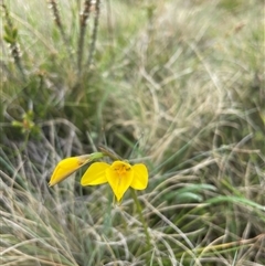 Diuris monticola (Highland Golden Moths) at Cotter River, ACT - 25 Nov 2024 by nathkay