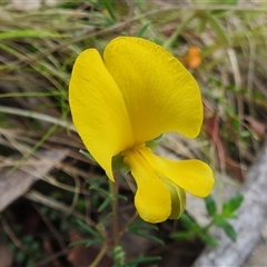 Gompholobium huegelii (pale wedge–pea) at Tennent, ACT - 5 Dec 2024 by JohnBundock