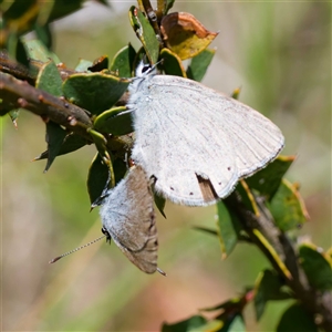 Candalides heathi at Cotter River, ACT - 5 Dec 2024 01:44 PM