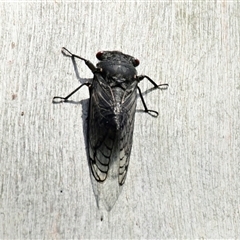 Psaltoda moerens (Redeye cicada) at Belconnen, ACT - 5 Dec 2024 by Thurstan