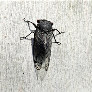 Psaltoda moerens (Redeye cicada) at Belconnen, ACT by Thurstan