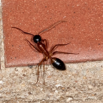 Camponotus consobrinus (Banded sugar ant) at Higgins, ACT - 5 Dec 2024 by AlisonMilton