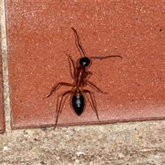 Camponotus consobrinus at Higgins, ACT - 5 Dec 2024