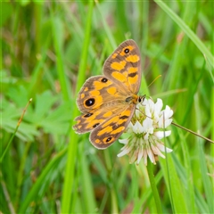 Heteronympha cordace (Bright-eyed Brown) at Tharwa, ACT - 5 Dec 2024 by DPRees125