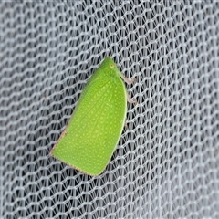 Siphanta acuta (Green planthopper, Torpedo bug) at Higgins, ACT - 6 Dec 2024 by AlisonMilton