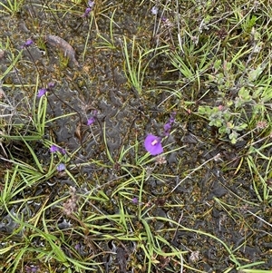 Utricularia dichotoma at Tharwa, ACT - 28 Nov 2024 10:46 AM