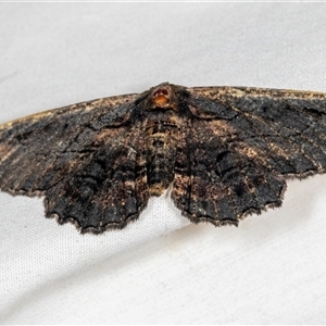 Pholodes sinistraria (Sinister or Frilled Bark Moth) at Higgins, ACT by AlisonMilton