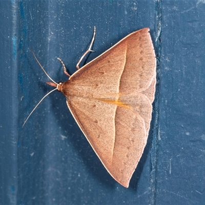 Epidesmia chilonaria (Golden-winged Epidesmia) at Higgins, ACT - 5 Dec 2024 by AlisonMilton