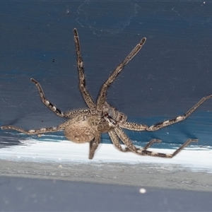 Neosparassus calligaster (Beautiful Badge Huntsman) at Higgins, ACT by AlisonMilton