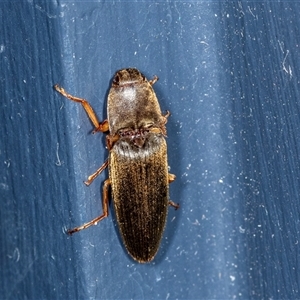 Monocrepidus sp. (genus) at Higgins, ACT - 6 Dec 2024