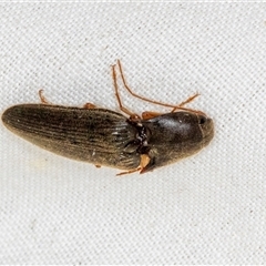 Monocrepidus sp. (genus) at Higgins, ACT - 6 Dec 2024